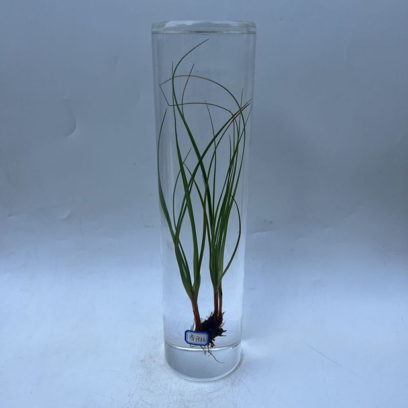 樹脂包埋-香附子